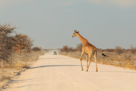 Giraffe stands by bushes, Etosha National Park in Namibia.の写真素材