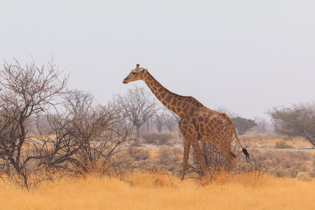 Giraffe stands by bushes, Etosha National Park in Namibia.の写真素材