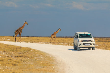 Etosha National Park, Namimibia - 07 October 201: Giraffe and white car on gravel road. tourist trail.のeditorial素材