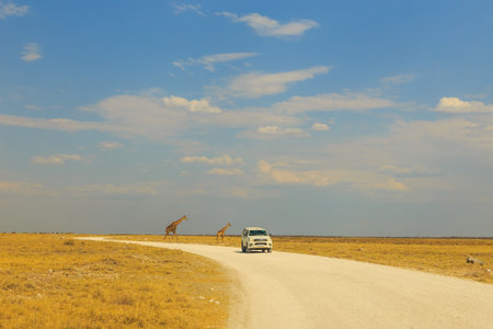 Etosha National Park, Namimibia - 07 October 201: Giraffe and white car on gravel road. tourist trail.のeditorial素材