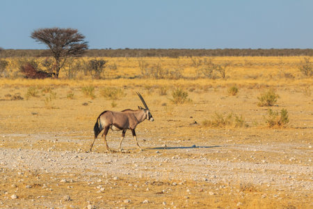 Oryx in natural habitat in Etosha National Park in Namibia. African wildlife. South Africa.の写真素材