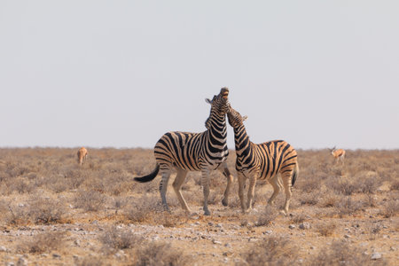 Zebras in natural habitat in Etosha National Park in Namibia. African wildlife. South Africa.の写真素材