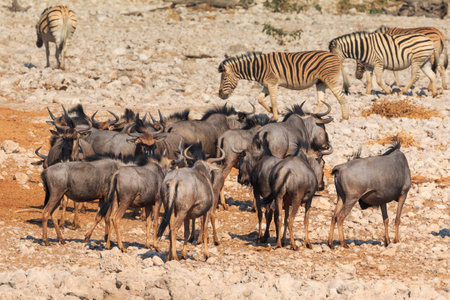 Blue wildebeest in natural habitat in Etosha National Park in Namibia. African wildlife. South Africa.の写真素材