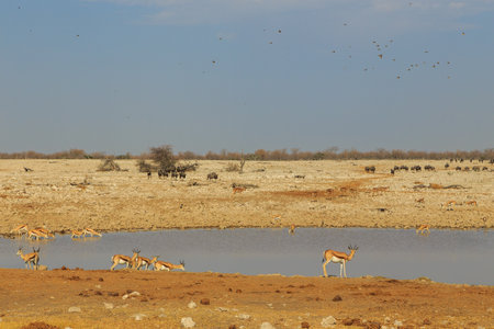 Animals at the waterhole in natural habitat in Etosha National Park in Namibia. African wildlife. South Africa.の写真素材