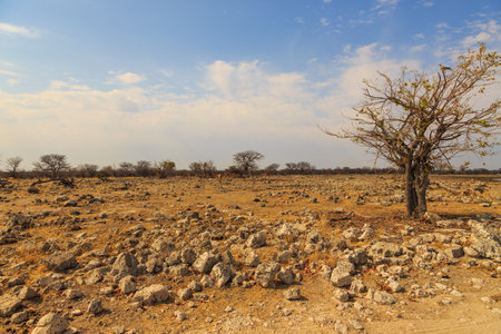 Namibian landscape. African savanna in Etosha National Park. Namibia.の写真素材
