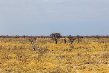Namibian landscape. African savanna in Etosha National Park. Namibia.の写真素材