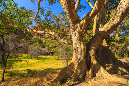 Big tree in Waterberg Plateau National Park, Kalahari, Otjiwarongo, Namibia, Africa. Beautiful...