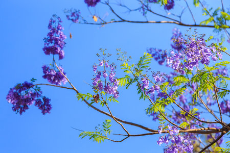 Beautiful purple flowers on the tree. Waterberg Plateau National Park, Kalahari, Otjiwarongo, Namibia, Africa. Beautiful african landscape. rock formations.の写真素材
