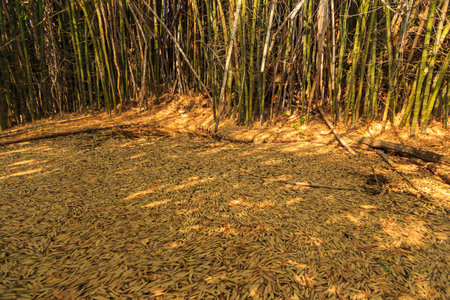 Bamboo forest in Waterberg Plateau National Park, Kalahari, Otjiwarongo, Namibia, Africa. Beautiful african landscape.の写真素材