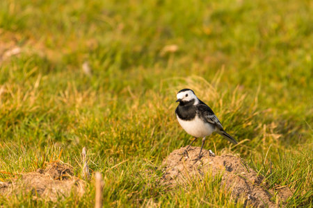 The white wagtail in natural habitat. Small passerine bird in the family Motacillidae. Yorkshire Dales, Cumbria, UK.の写真素材