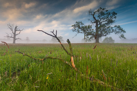 Old trees in the morning in Rogalin. Landscape of Rogalin Park. Poland.の写真素材