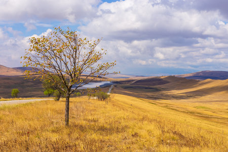 Landscape of the Georgian steppe Udabno in Georgia. Yellow-gold grass, wild land and gravel road. Endless fields. Mountain in the background.の写真素材