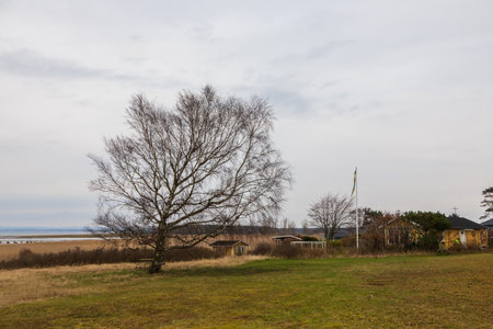Leafless tree near reed fields and small wooden cabins in Utvalinge, Sweden.の写真素材
