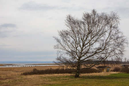 Leafless tree near reed fields and small wooden cabins in Utvalinge, Sweden.の写真素材