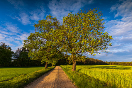 Rural dirt road lined with trees passing through green fields under a partly cloudy sky near Wyczechowo, Poland.の写真素材