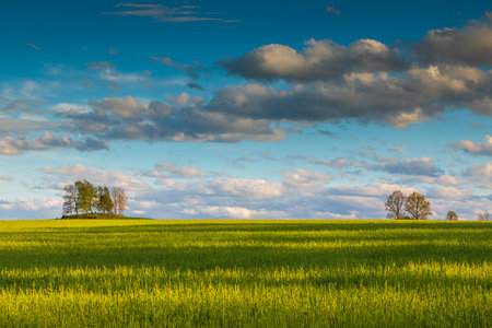 Peaceful countryside view with a green field and trees under a blue sky with clouds near Wyczechowo, Poland.の写真素材