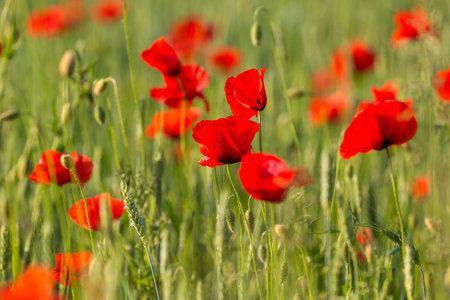 Vibrant red poppies sway in a green field during a sunny summer day in Masuria, Poland.の写真素材