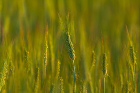 Green unripe cereal spikes in a sunlit field during early summer in Masuria, Poland.の写真素材
