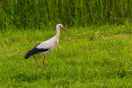 A white stork with red beak and legs walking through a grassy meadow in Masuria, Poland.の写真素材