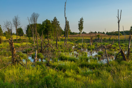 Scenic view of a marshy wetland with dead trees and lush green vegetation in Masuria, Poland.の写真素材