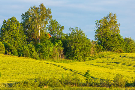 Wavy golden fields meet a lush green forest edge in Masuria, Poland, bathed in warm evening light.の写真素材