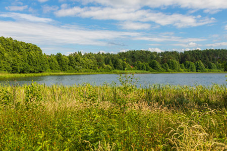 Lush green vegetation by a calm lake in Kashubia, Poland, with a forest in the background and blue sky above.の写真素材