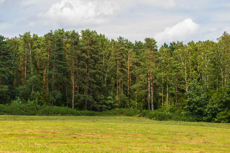Peaceful summer landscape in Kashubia, Poland, with a green meadow, forest line and scattered clouds in the blue sky.の写真素材
