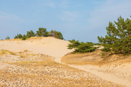 Golden sand dunes and sparse pine trees under blue sky near Leba in northern Poland.の写真素材