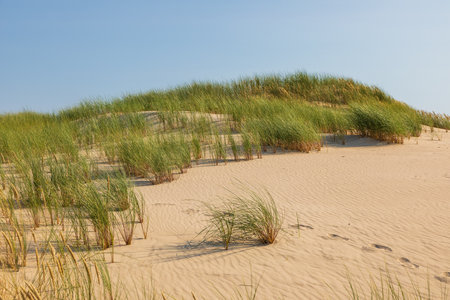 Low grassy dune with wind-shaped sand patterns in Slowinski National Park near Leba, Poland.の写真素材