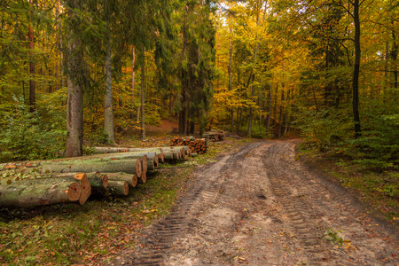 ut logs stacked along a muddy forest path surrounded by colorful autumn trees in Oliwa, Poland.