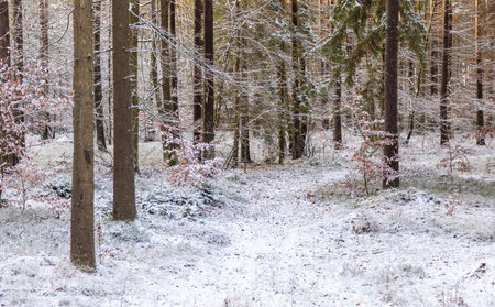Early winter scene in a forest on Kashubia, Poland. Trees and ground are lightly covered in snow after recent snowfall.の写真素材