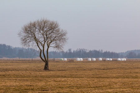 Bare tree standing on a wide misty field with wrapped hay bales in Biebrza, Poland.の写真素材