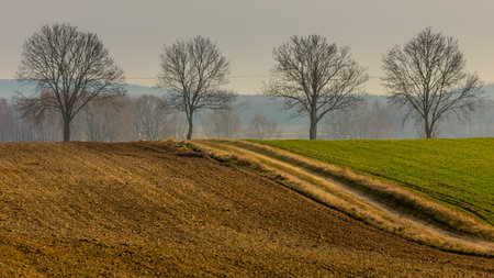 Dirt road cuts through green and plowed fields in early spring near Biebrza, Poland. Bare trees line the horizon.の写真素材