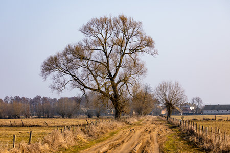Sandy country road curving through a rural field with bare trees and wooden fence, Biebrza, Poland.の写真素材
