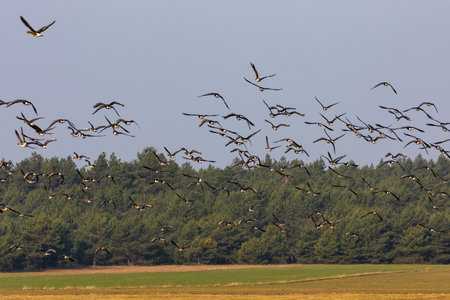 A large flock of wild geese in flight over forested landscape in Biebrza, Poland. Nature and wildlife in motion.の写真素材