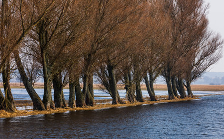 Flooded meadows with bare trees and golden reeds in Biebrza, Poland. Tranquil spring landscape with forest in background.の写真素材
