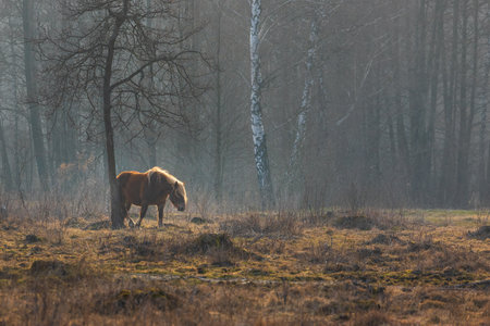 Horse grazes peacefully in a meadow at Biebrza National Park, Poland.の写真素材