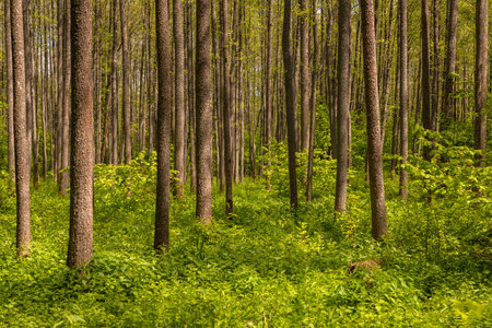 A lush green forest in Podlasie, Pogorzelce, Poland. The forest is characterized by tall, straight...