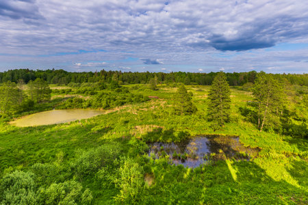 Lush wetland landscape with green vegetation, trees, and water pools in Carska Tropina, Podlasie,...