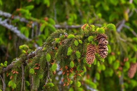 A close-up shot of a branch of spruce with fresh green needles and hanging brown cones in Podlasie, Poland.の写真素材