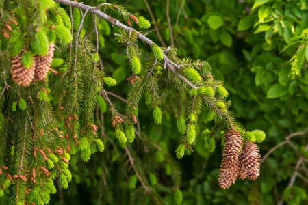 A close-up shot of a branch of spruce with fresh green needles and hanging brown cones in Podlasie, Poland.の写真素材