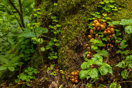 Group of brown mushrooms growing among moss and clover at the base of a tree in Bialowieza Forest, Poland.の写真素材