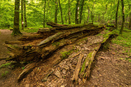 Broken tree covered with moss lies on forest floor in Bialowieza Forest, Podlasie, Poland.の写真素材