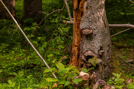 Close-up of dead tree trunk with shelf fungi in lush greenery of Bialowieza Forest, Podlasie, Poland.の写真素材