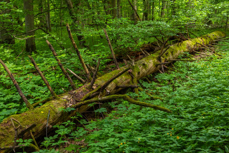 Broken tree covered with moss lies on forest floor in Bialowieza Forest, Podlasie, Poland.の写真素材
