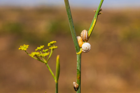 Close-up of small white snails clustered on a dry green plant stem in summer, with blurred brown background of Mediterranean vegetation.の写真素材