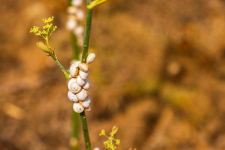 Close-up of small white snails clustered on a dry green plant stem in summer, with blurred brown background of Mediterranean vegetation.の写真素材
