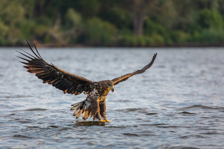 White tailed eagle flying low over water with talons ready to catch fish at Szczecin Lagoon in Poland.の写真素材