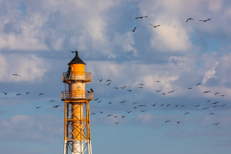 Red and white navigation lighthouse standing on Szczecin Lagoon in Poland, with numerous birds resting around its base.の写真素材