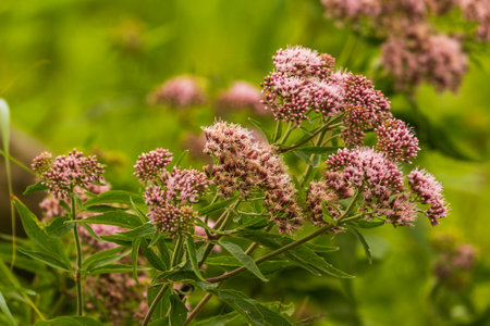 Pink wildflowers blooming in green meadow near Szczecin Lagoon in Poland.